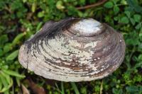 Anodonta anatina