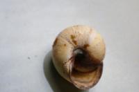 Cepaea nemoralis
