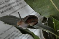 Cornu aspersum