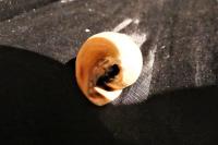Hygromia cinctella
