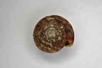 Gonyodiscus rotundatus