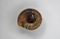 Gonyodiscus rotundatus