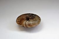 Gonyodiscus rotundatus