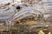 Limax maximus