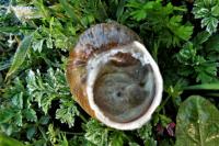Cornu aspersum