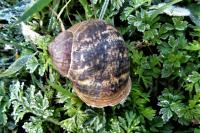 Cornu aspersum