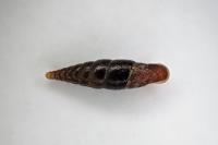 Cochlodina laminata