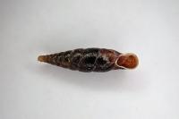 Cochlodina laminata