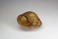 Bithynia tentaculata
