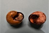 Cepaea nemoralis