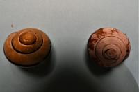 Cepaea nemoralis