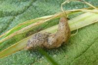 Deroceras reticulatum