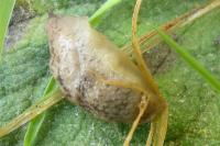 Deroceras reticulatum