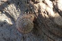 Xeroplexa intersecta