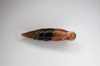 Cochlodina laminata