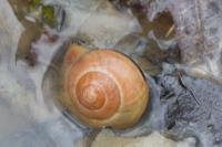 Cepaea nemoralis