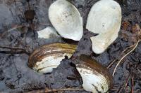 Anodonta