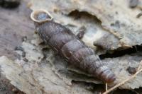 Clausilia bidentata