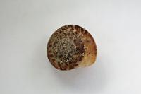 Xeroplexa intersecta