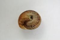 Xeroplexa intersecta