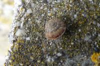 Xeroplexa intersecta