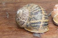 Cornu aspersum