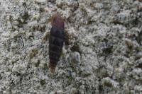 Clausilia bidentata