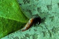 Deroceras laeve