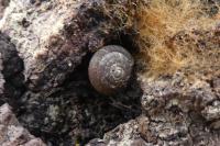 Gonyodiscus rotundatus