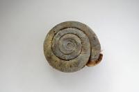 Helicodonta obvoluta