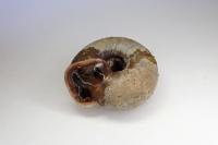 Helicodonta obvoluta
