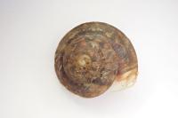 Helicigona lapicida