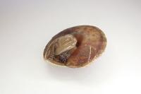 Helicigona lapicida