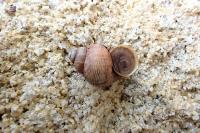 Pomatias elegans