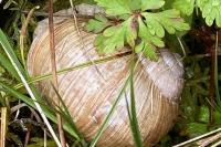 Helix pomatia