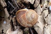 Helix pomatia