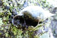 Lymnaea stagnalis