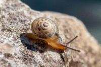 Hygromia cinctella
