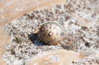 Hygromia cinctella