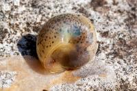 Hygromia cinctella