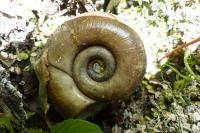 Planorbarius corneus