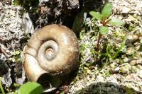 Planorbarius corneus