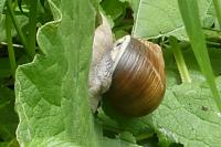 Helix pomatia