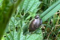 Oxyloma elegans