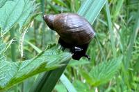 Oxyloma elegans