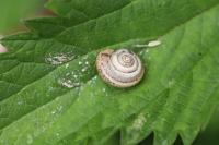 Monacha cartusiana