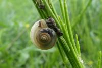 Monacha cartusiana
