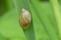 Succinea putris
