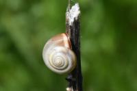 Monacha cartusiana