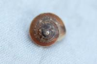 Hygromia cinctella